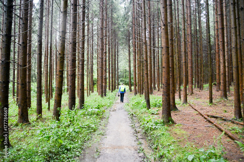 Forest of Pines in Slovenia