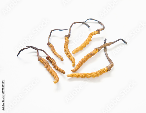 Close up ophiocordyceps sinensis this is a herbs. Used to extract medicinal substances. on white background