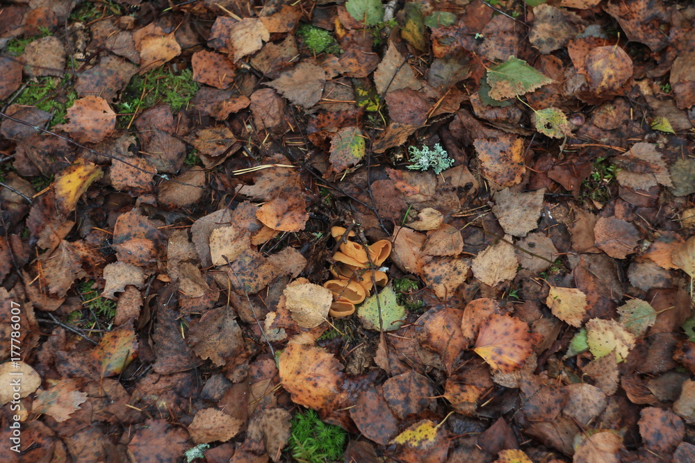 Autumn leaves on a ground Autumn leaves on a ground