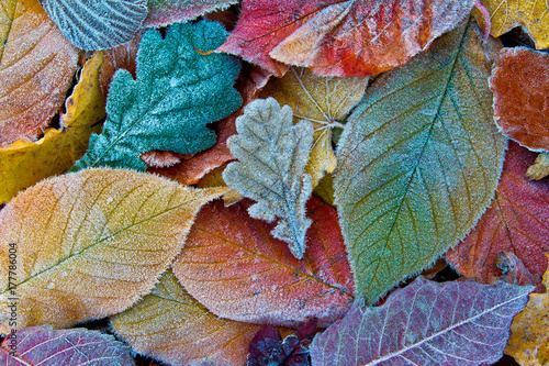 Autumn leaf covered in a frost. Autumn leaf in frost