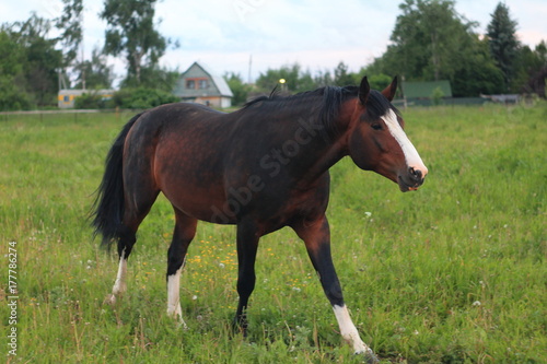 Bay stallion walking and grazing on a green pasture in a summer day