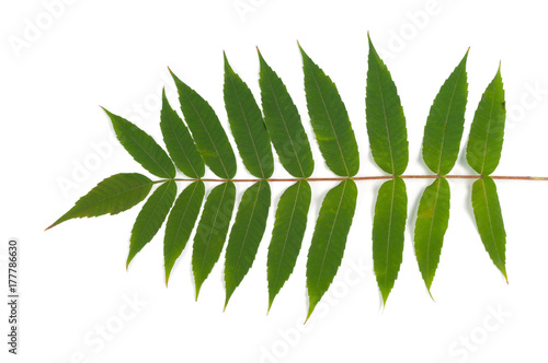 Bilde på lerret Green leaf of fluffy sumac isolated on white background