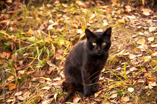 Beautiful graceful black cat with yellow eyes sitting on yellow leaves in autumn.