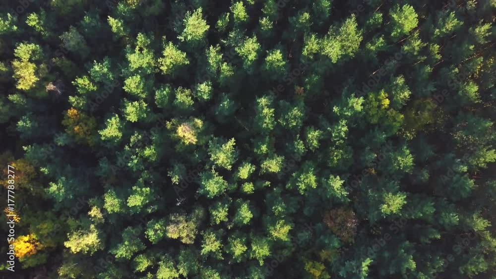 Aerial view of beautiful colorful trees. Autumn in a nature. Aerial view of beautiful colorful trees. Autumn in a nature.
