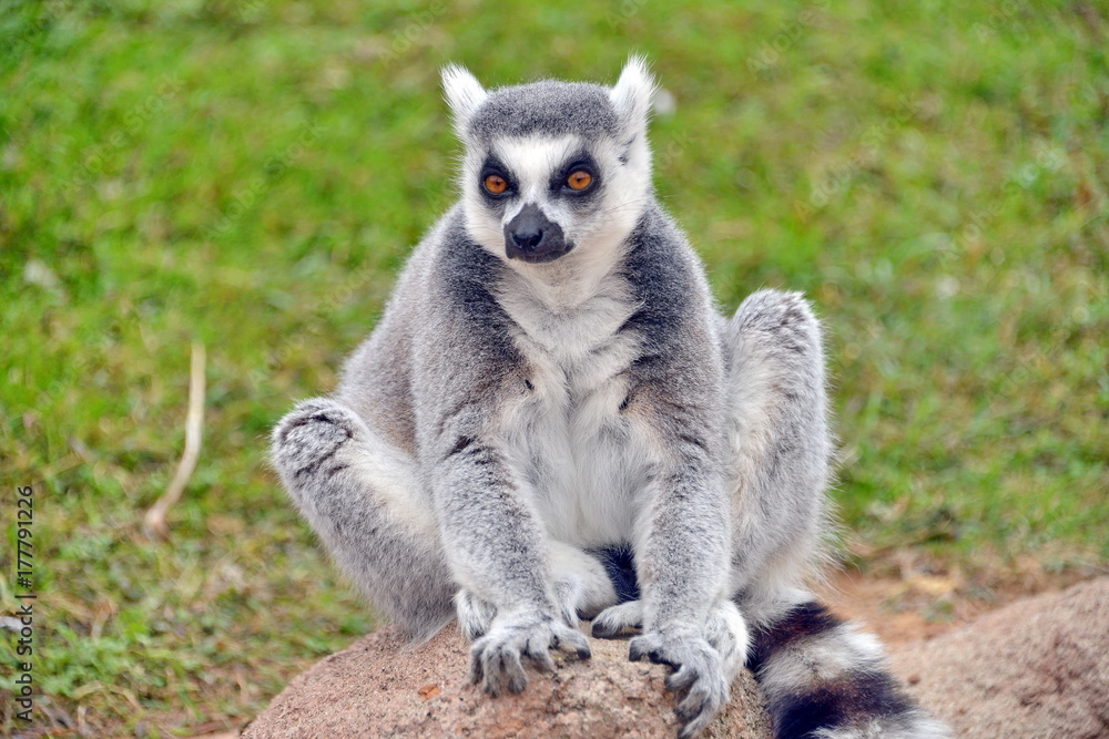 Fototapeta premium lemure in primo piano lemuri in primo piano, parte di una serie