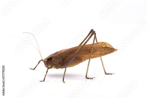 Holochlora biloba, Brown long horned grasshopper on white background photo