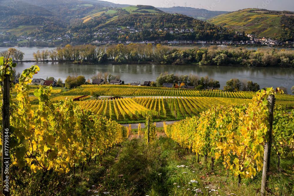 Weinberg bei Lorch am Rhein im Herbst