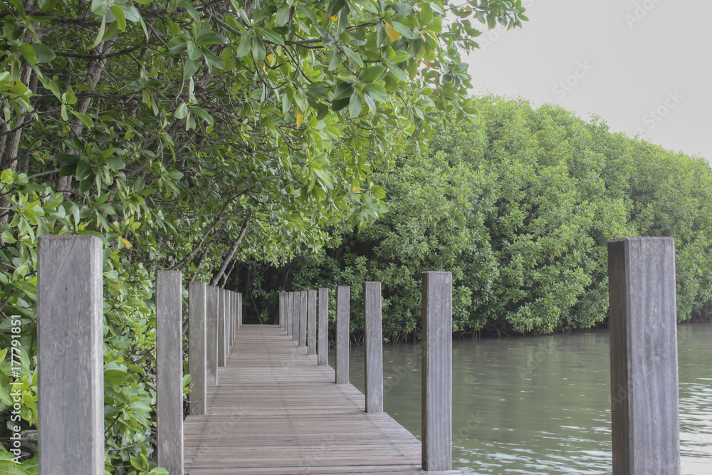 The wooden walkway in the mangrove forest,The Wooden Bridge In Mangrove Forest The wooden walkway in the mangrove forest,The Wooden Bridge In Mangrove Forest