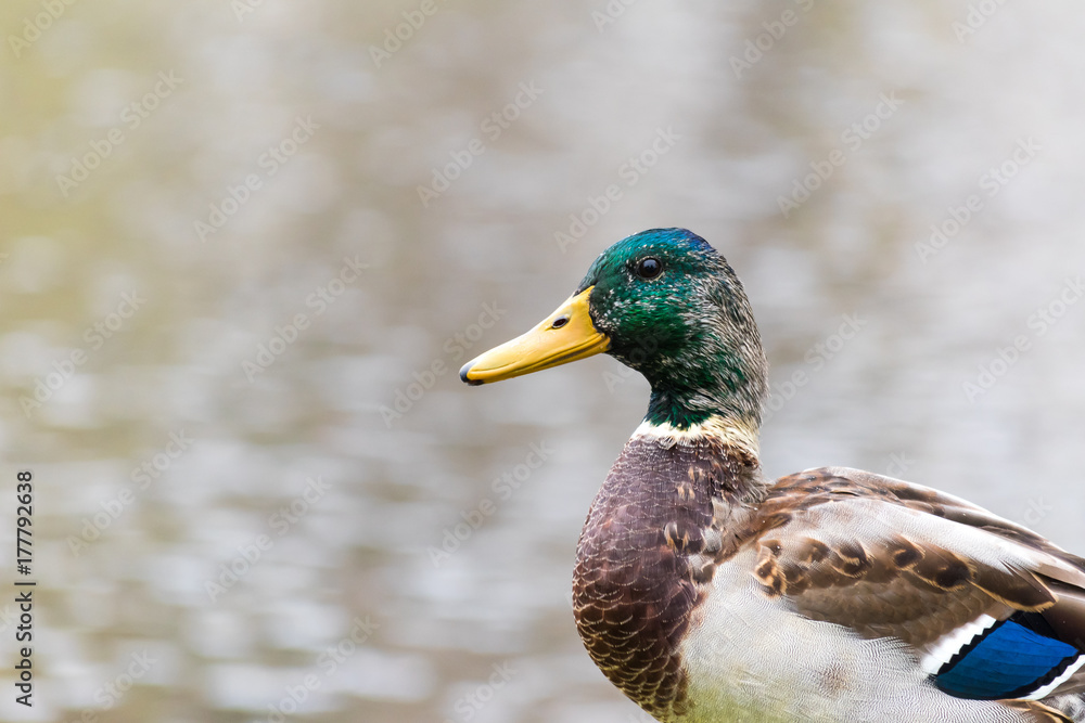 Beautiful duck (male) sitting on shoreline of a pond Beautiful duck (male) sitting on shoreline of a pond