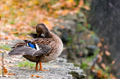 Duck (female) sitting on shoreline of a pond and looking to the water