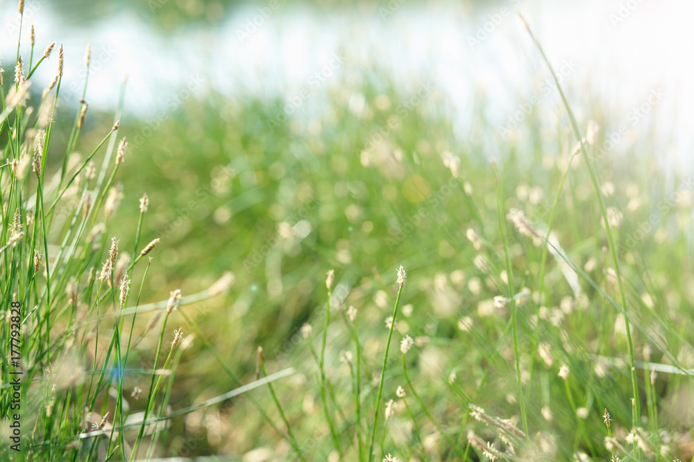 Field of blossoming grass close-up Field of blossoming grass close-up