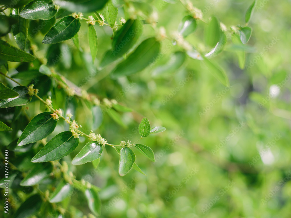 green leaves on the green backgrounds green leaves on the green backgrounds