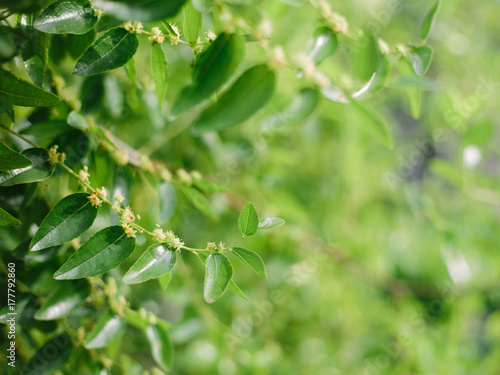 green leaves on the green backgrounds