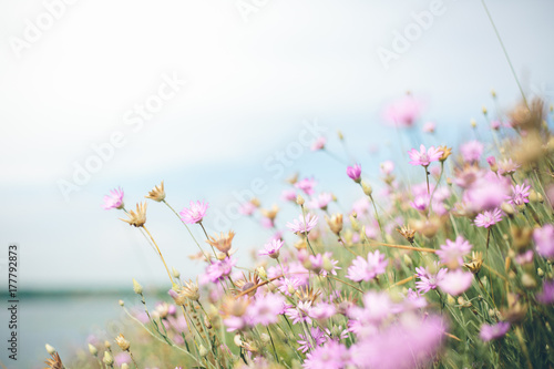 Glade of flowers