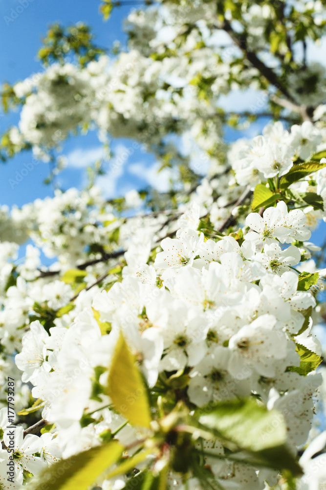 Blossoming tree of cherry, on a blue sky, spring sunny day Blossoming tree of cherry, on a blue sky, spring sunny day