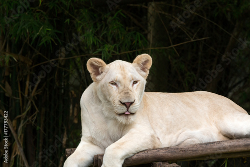 Close up of white lion laying on wood and looking to camera