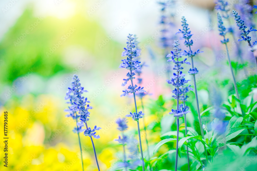 Obraz premium The Purple flowers, the sun shines in the morning.