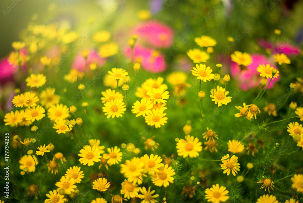 The Small yellow flowers, leaves, light green, the Sun is shining.