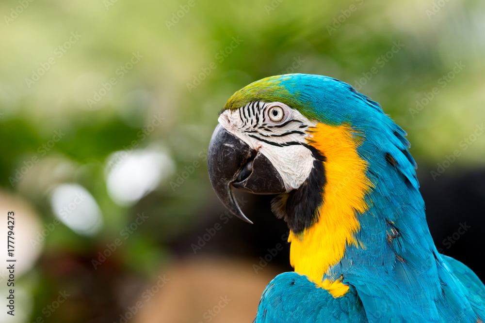 Close up of blue macaw grabbing on timer; blue and gold parrot with copy space