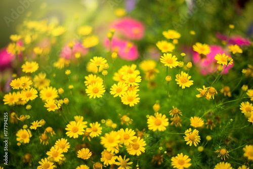 The Small yellow flowers, leaves, light green, the Sun is shining.