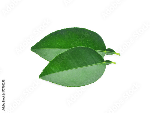 Fresh lime leaves  isolated on white background