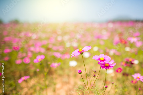 Flowers field pink light of sunset in the evening with a green background. © Kittima
