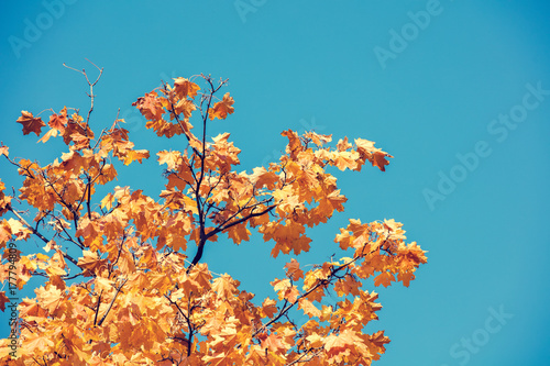 Oak branch with orange leaves in the forest in autumn