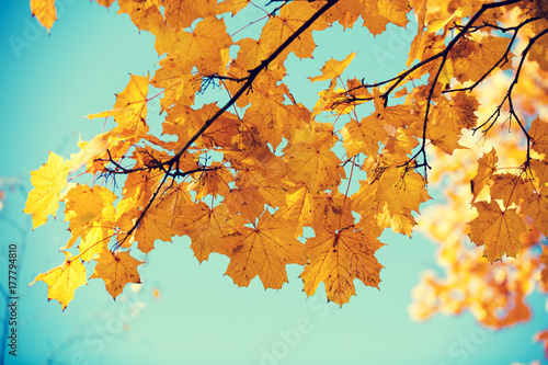 Maple branch with orange leaves against blue sky in the park in autumn