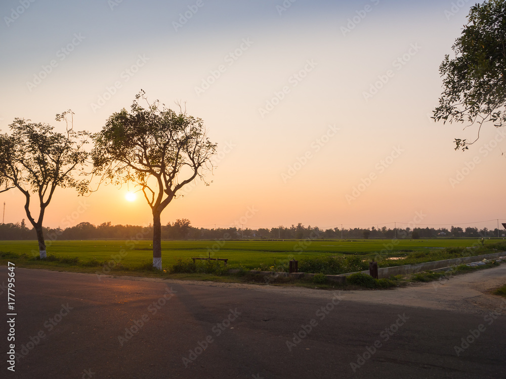 Beautiful sunset over a rice fields, with a tree next to a road in hoian city in Vietnam Beautiful sunset over a rice fields, with a tree next to a road in hoian city in Vietnam