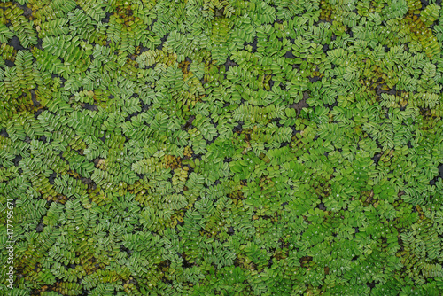 Green plant pattern