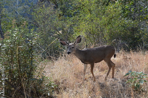 Deer