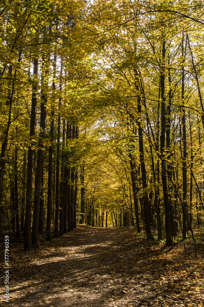 Fototapeta premium path through the woods in autumn