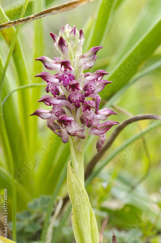 anacamptis coriophora