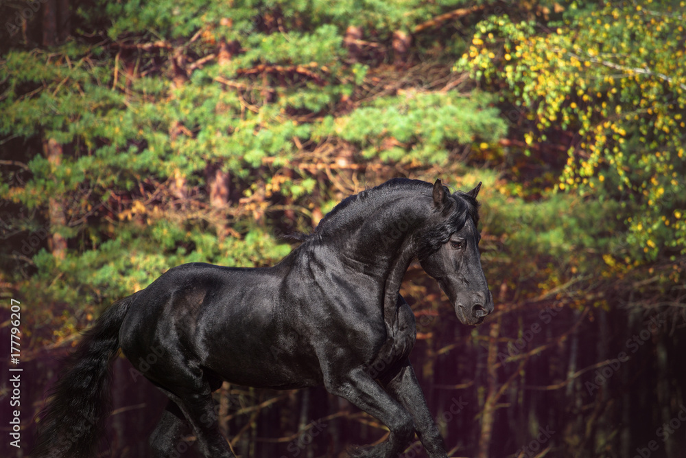 Portrait of the black Friesian horse on the autumn nature background