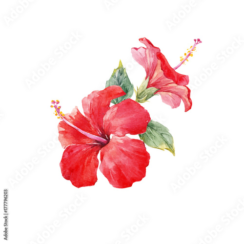 Watercolor hibiscus composition