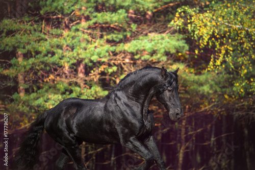 Portrait of the black Friesian horse on the autumn nature background