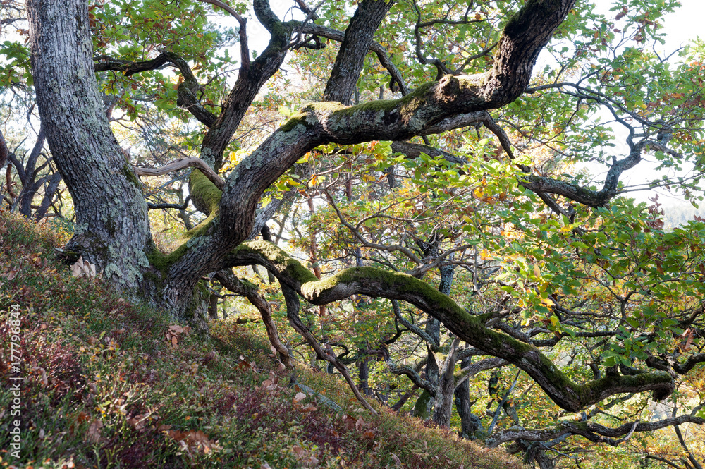 Twisted oaks with autumn leaves Twisted oaks with autumn leaves
