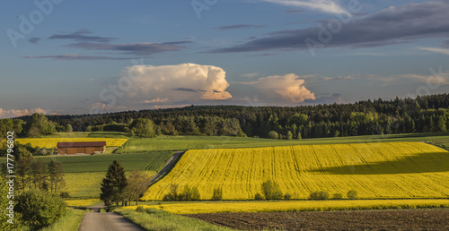 Ländliche Landschaft mit Rapsfeldern