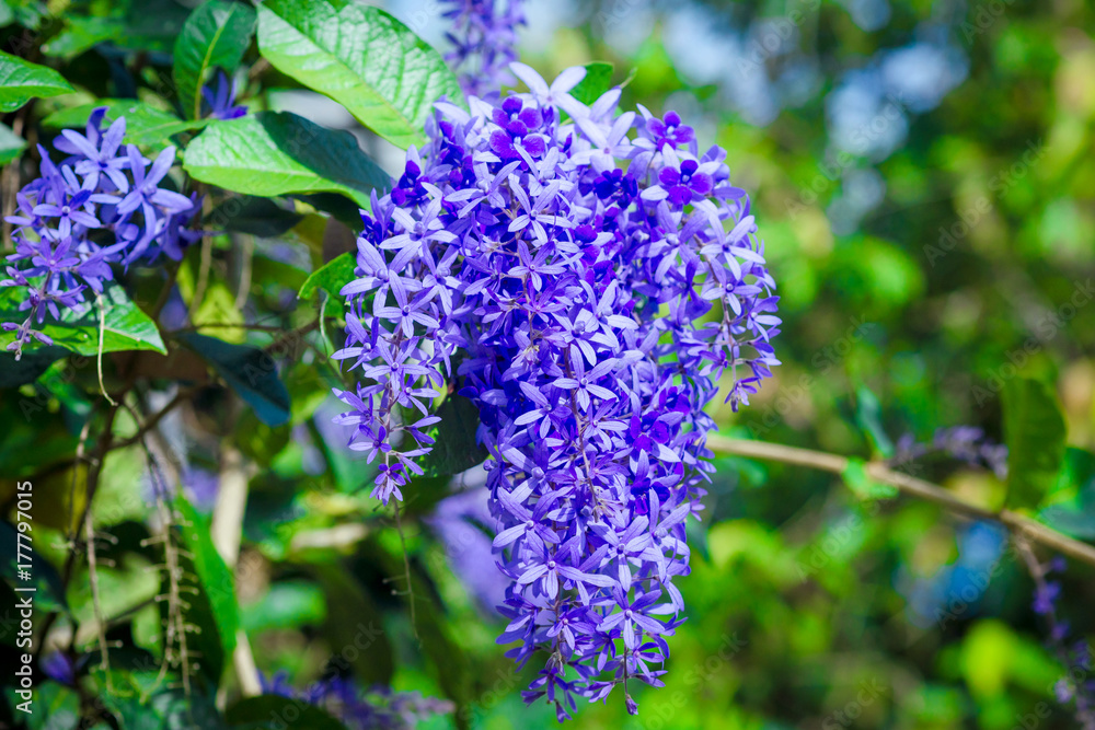 Backgrounds, images, blue flowers, green leaves Backgrounds, images, blue flowers, green leaves