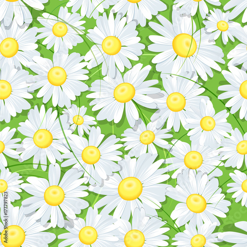 Seamless pattern with daisies. Herbs and white daisies or daisy on a green background.