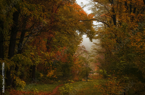 Autumn landscape, cloudy rainy foggy day in the park, selective focus