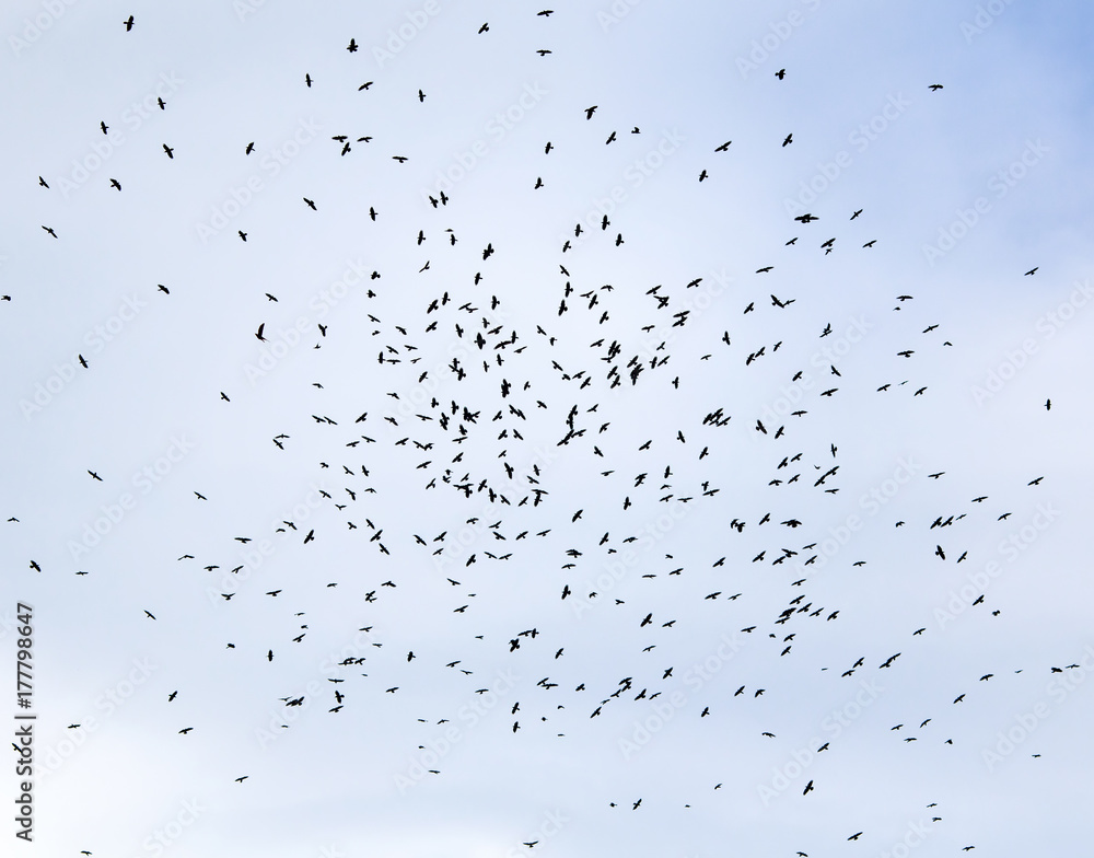 large flock of black birds, rooks circling high in the blue sky background large flock of black birds, rooks circling high in the blue sky background