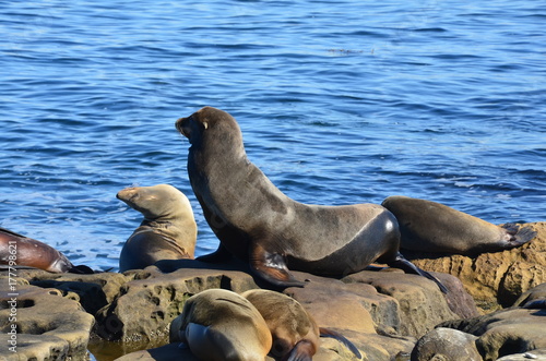 Seelöwen