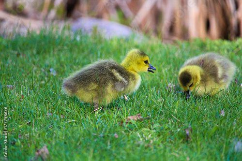 Closeup of two baby goslings in the grass © Amelia
