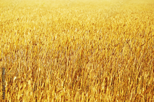 Background of ripening ears of meadow wheat field on sunset