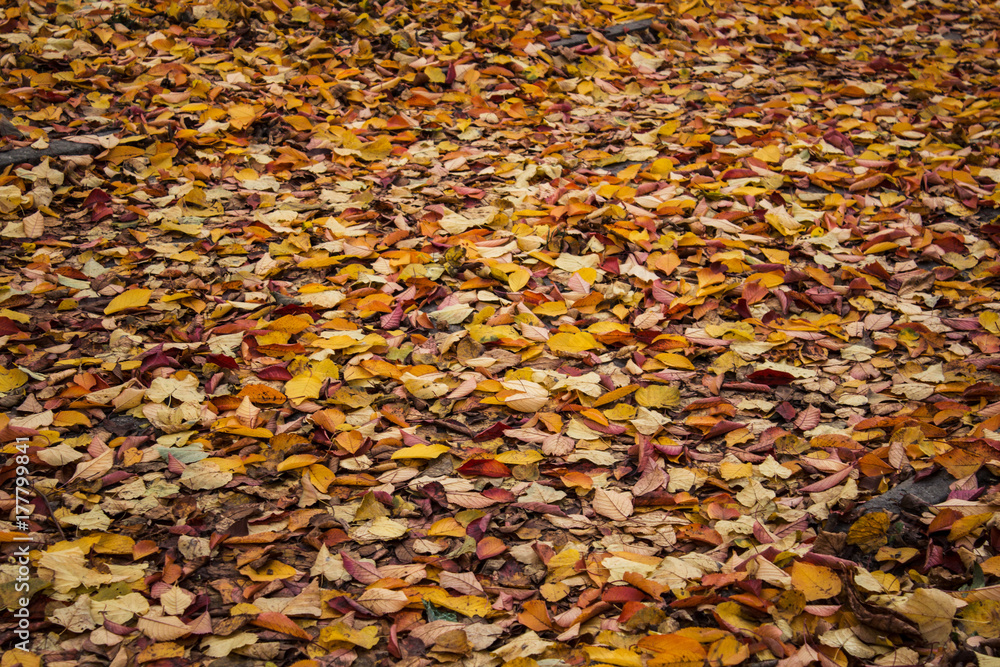 autumn bright leaves on a ground autumn bright leaves on a ground