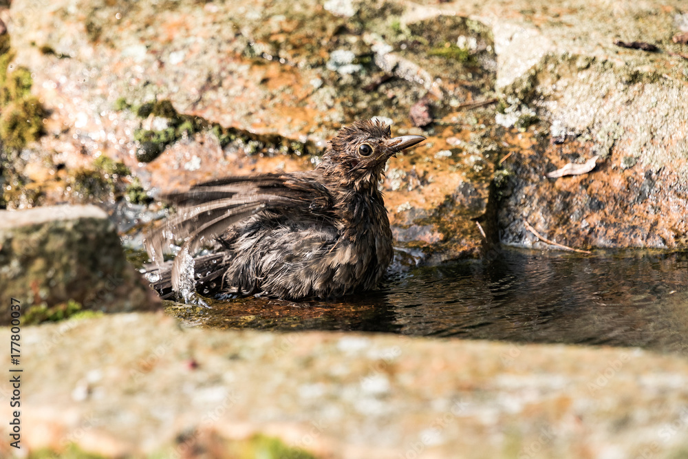 Female blackbird ,Turdus merula, bathes in the creek on the garden.