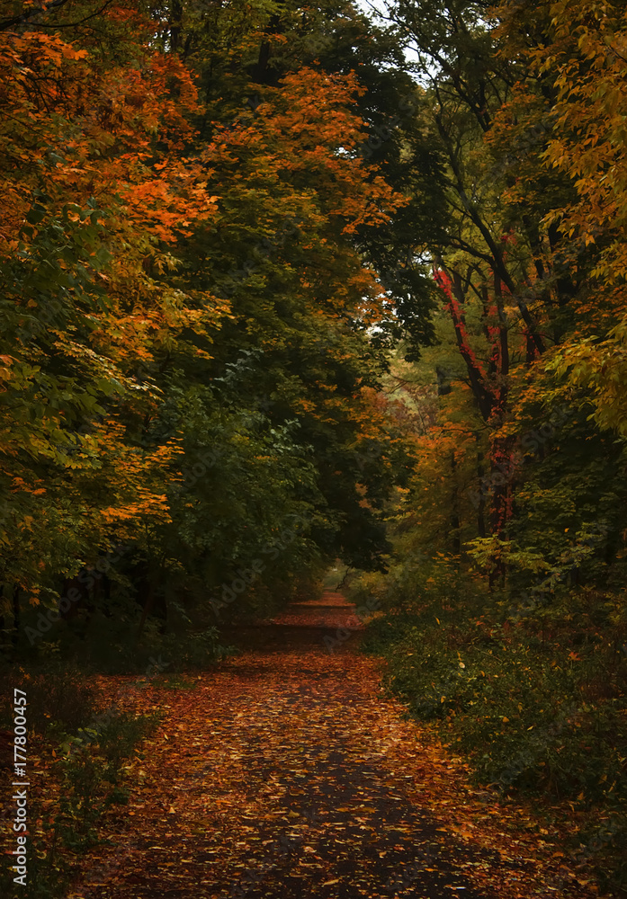 Autumn landscape, cloudy rainy foggy day in the park, selective focus