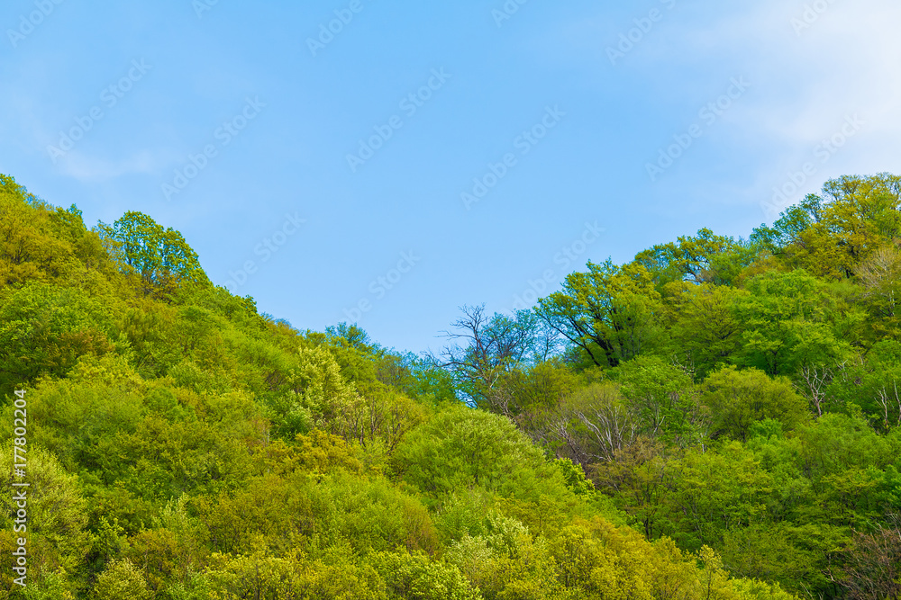 Blue cloudy sky over the mountainsides with thicket of trees in sunny summer day Blue cloudy sky over the mountainsides with thicket of trees in sunny summer day