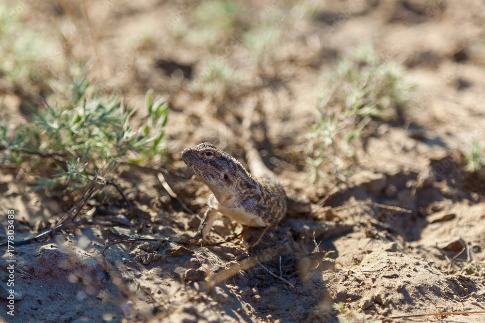 lizard living in the steppes of Kazakhstan Bearded Dragon lizard living in the steppes of Kazakhstan Bearded Dragon